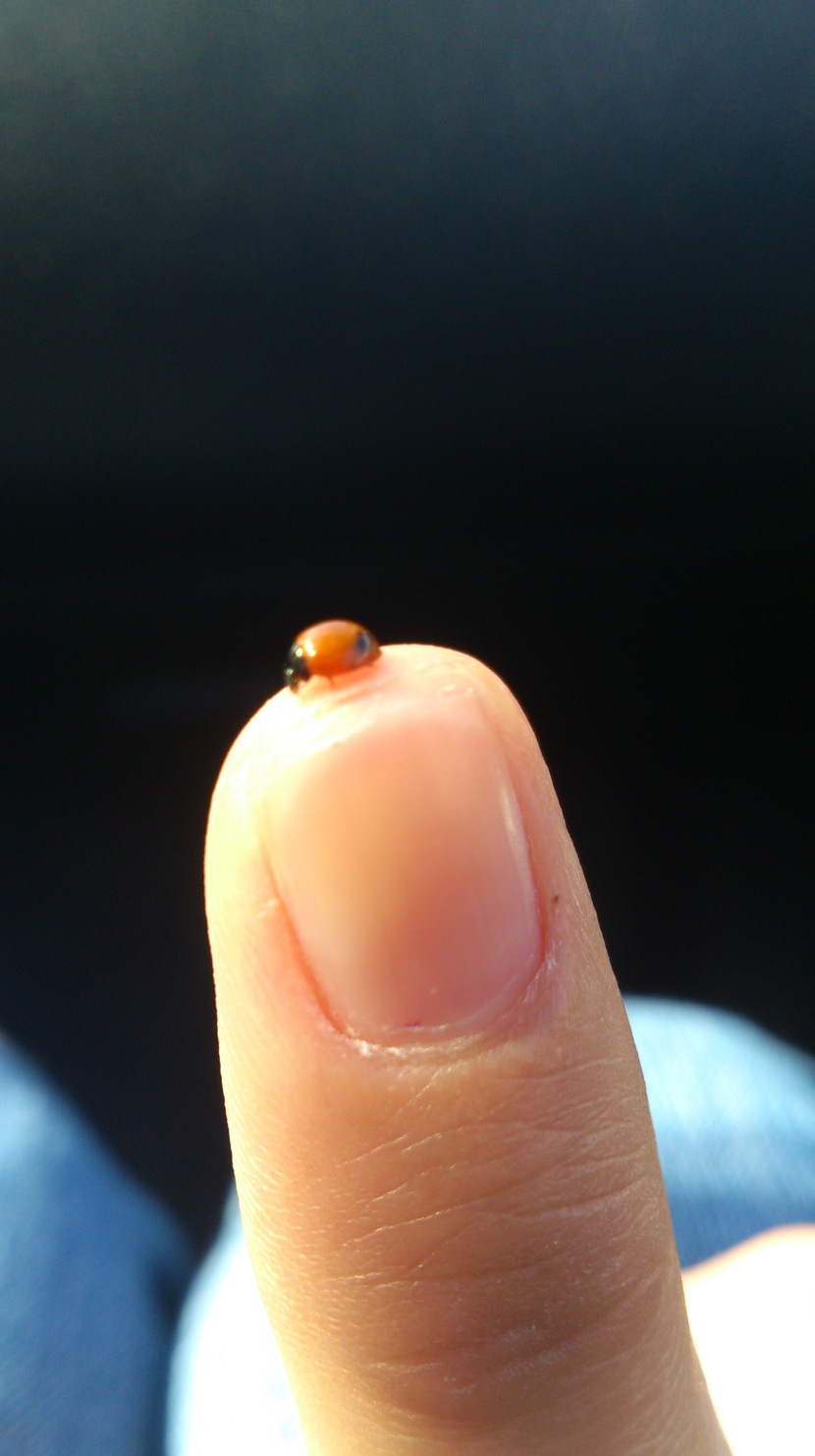A ladybug that strolled up and down my hand, after we left my granpa's house